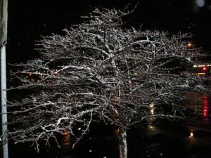 Vivid Snow Tree 1